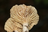 Lactarius subplinthogalus image