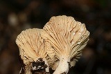 Lactarius subplinthogalus image