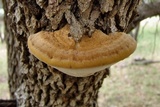 Xanthoporia radiata image