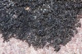 Pseudephebe minuscula image