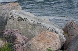 Pseudephebe minuscula image