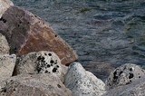 Pseudephebe minuscula image
