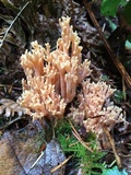 Ramaria flava image