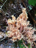 Ramaria flava image