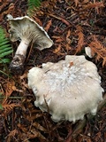 Harmajaea harperi image