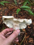 Harmajaea harperi image
