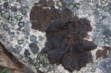 Umbilicaria hyperborea image