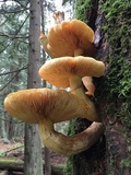 Gymnopilus ventricosus image