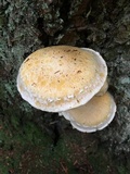 Gymnopilus ventricosus image