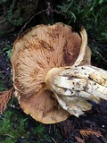Gymnopilus ventricosus image
