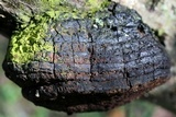 Phellinus everhartii image