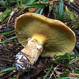 Suillus umbonatus image