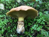 Suillus umbonatus image