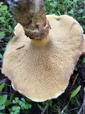 Suillus umbonatus image