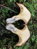 Suillus umbonatus image