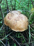 Suillus umbonatus image