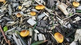 Pholiota subflammans image