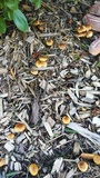Pholiota subflammans image