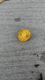 Pholiota subflammans image