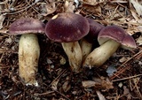 Tylopilus rubrobrunneus image