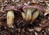 Tylopilus rubrobrunneus image