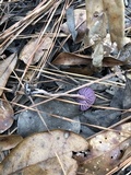 Laccaria amethystina image