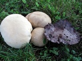 Calvatia cyathiformis image
