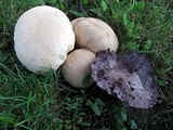 Calvatia cyathiformis image