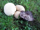 Calvatia cyathiformis image