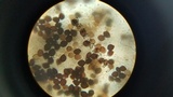 Panaeolus cyanescens image