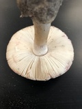 Amanita mutabilis image