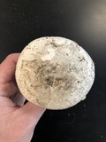 Amanita mutabilis image