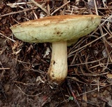 Leccinum longicurvipes image