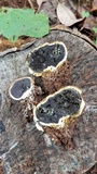 Scleroderma bovista image