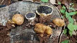 Scleroderma bovista image