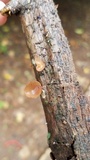 Dacryopinax elegans image