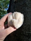 Hericium americanum image