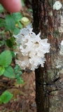 Tremella fuciformis image