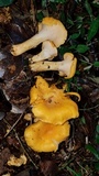 Byssomerulius corium image