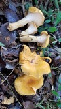 Byssomerulius corium image