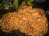 Sparassis crispa image