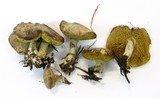 Suillus umbonatus image