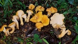 Byssomerulius corium image