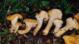 Byssomerulius corium image