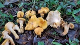 Byssomerulius corium image
