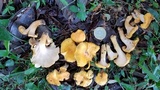 Byssomerulius corium image