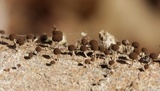 Phleogena faginea image
