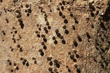Phleogena faginea image