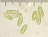 Suillus hirtellus image