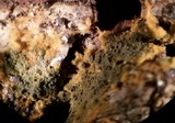Pseudotomentella humicola image